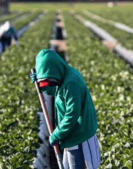 California Is Phasing Out Paraquat. What It Means for Latino Farmworkers and Central Valley Families