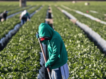 California Is Phasing Out Paraquat. What It Means for Latino Farmworkers and Central Valley Families