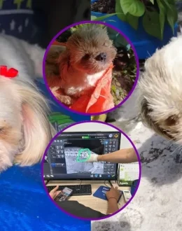 Luna, the Dog that Died After being Abused in Antioquia: $50 Million Reward Offered