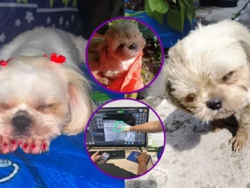 Luna, the Dog that Died After being Abused in Antioquia: $50 Million Reward Offered