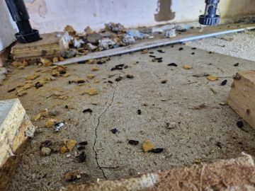 Rats Don’t Evacuate: The Real Issue in Boyle Heights