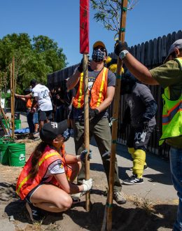 L.A.’s Heat Is Unequal. So Is Its Shade. A 28,000 Tree Campaign Aims to Change That