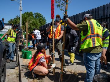 L.A.’s Heat Is Unequal. So Is Its Shade. A 28,000 Tree Campaign Aims to Change That
