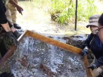1,600 Baby Teeth Found in Clandestine Grave in Zacapu, Michoacán