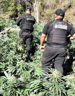 Nearly 100,000 marijuana plants discovered and destroyed in Tequila, Jalisco