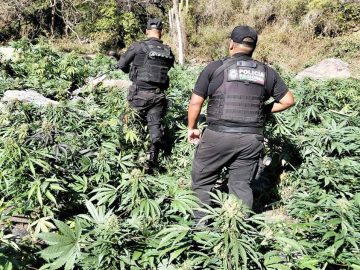 Nearly 100,000 marijuana plants discovered and destroyed in Tequila, Jalisco