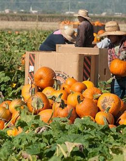 California’s Pumpkins Are Ready for Halloween. But Who Is Left to Harvest Them?