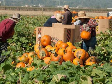 California’s Pumpkins Are Ready for Halloween. But Who Is Left to Harvest Them?